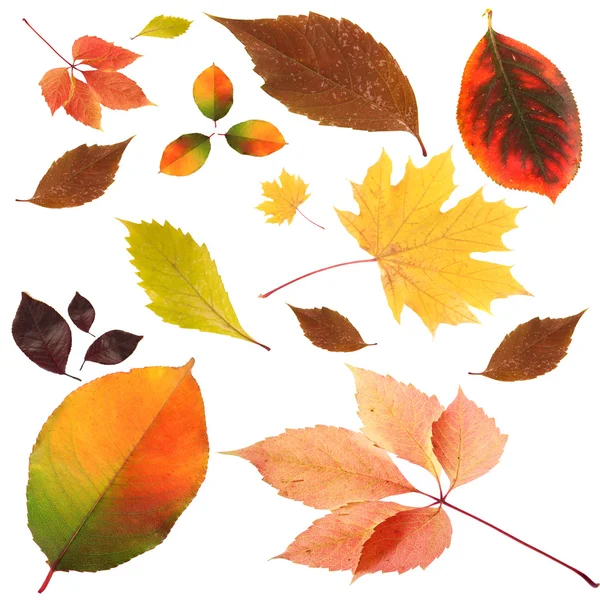 Collection of beautiful colored autumn leaves isolated on white — Stock Photo, Image