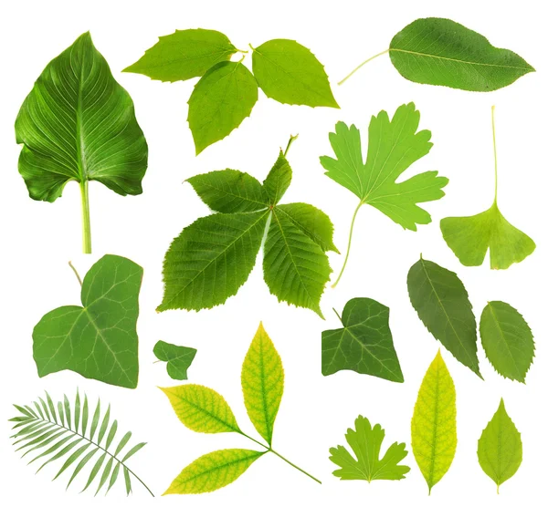 Raccolta di foglie verdi isolate su bianco — Foto Stock
