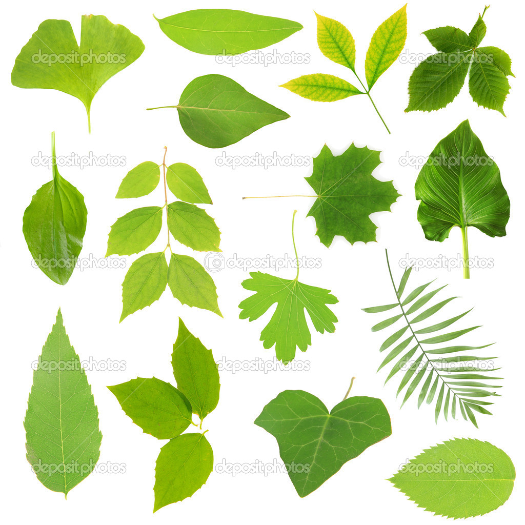 Collection of green leaves isolated on white
