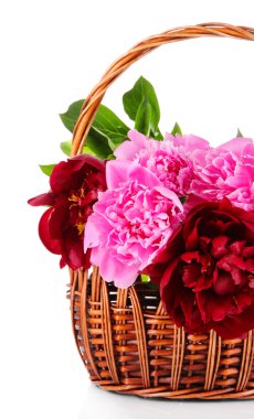 Hasır sepetin içindeki güzel şakayıklar beyazlara izole edilmiş.