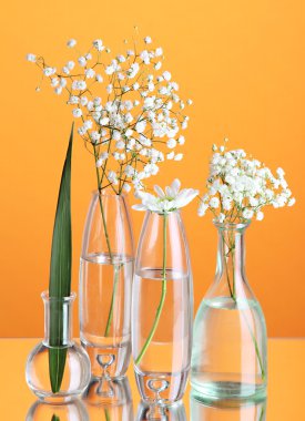 Turuncu zemin üzerine çeşitli Cam kaplarda bitkiler