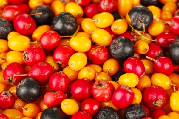 Autumn berries close-up — Stock Photo, Image