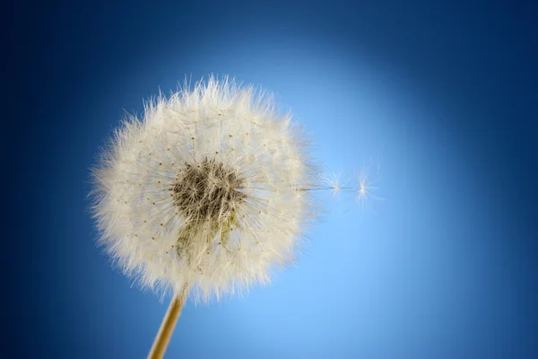 Beautiful dandelion with seeds on blue background — Stock Photo, Image