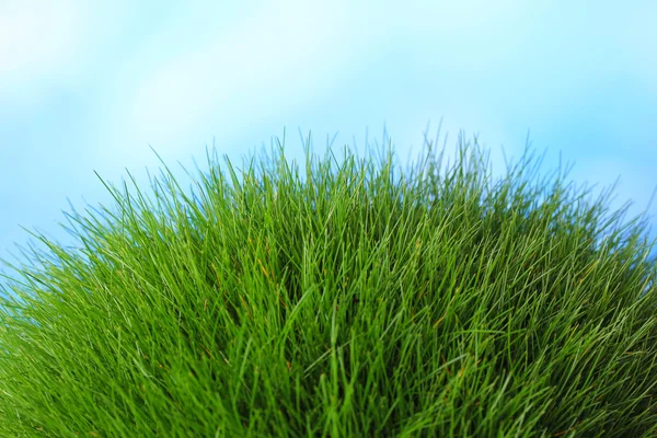 Beautiful green grass on blue background — Stock Photo, Image