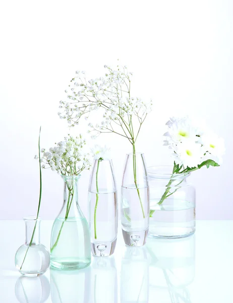 Rostliny v různých skleněných nádobách izolované na bílém — Stock fotografie