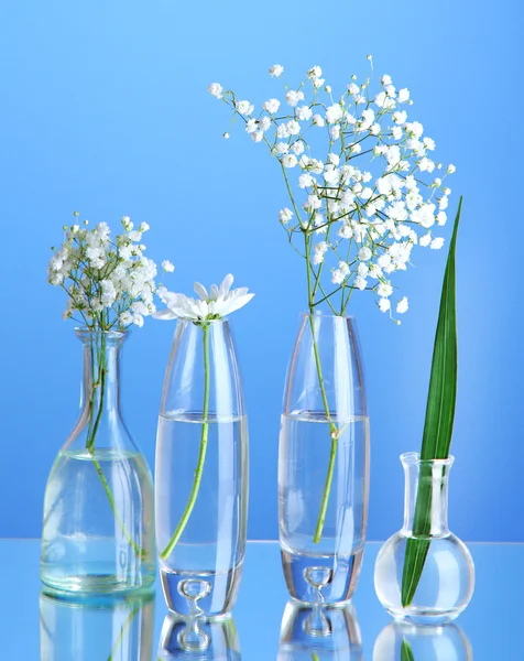 Plants in various glass containers on blue background — Stock Photo, Image