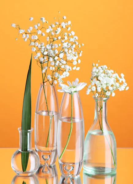 Roślin w różnych pojemnikach szklanych na pomarańczowym tle — Zdjęcie stockowe