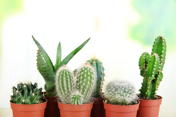 Collection of cactuses on wooden table — Stock Photo, Image