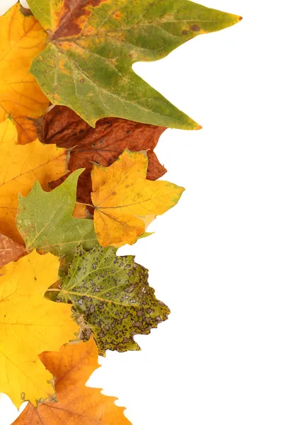 Frame from autumn leaves isolated on white — Stock Photo, Image