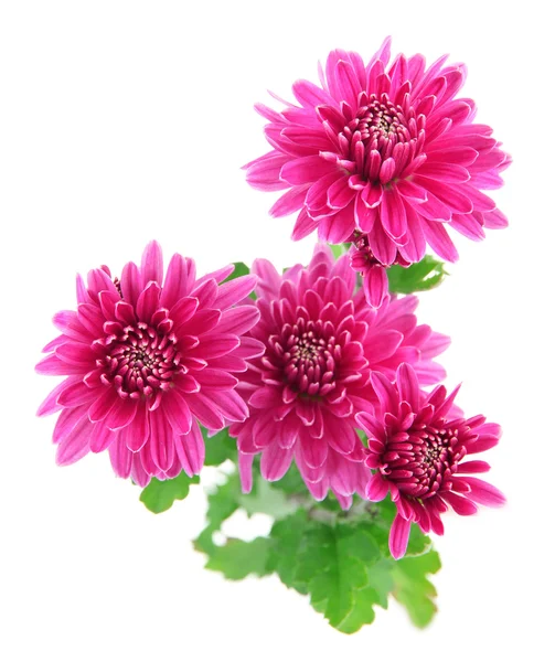 Pink autumn chrysanthemum isolated on white — Stock Photo, Image