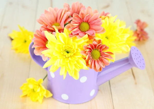 Chrysanthemum flowers in watering can on wooden table close-up — Stock Photo, Image