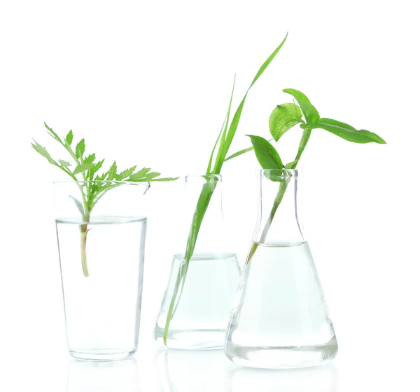 Plantas en tubos de ensayo, aisladas en blanco — Foto de Stock