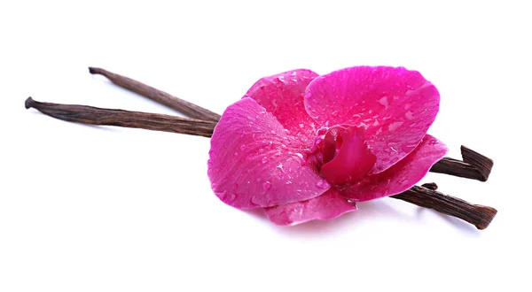 Piękne kwitnących orchidei i wanilia laski na białym tle na biały — Zdjęcie stockowe