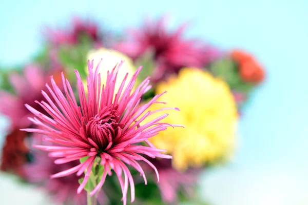 Mooie bloemen op lichte achtergrond — Stockfoto