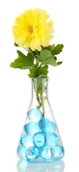 Mooie bloemen in vaas met hydrogel geïsoleerd op wit — Stockfoto