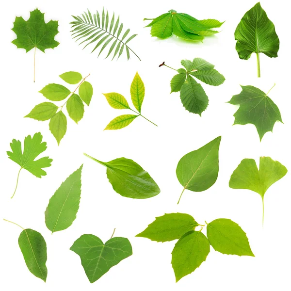 Collection of green leaves isolated on white