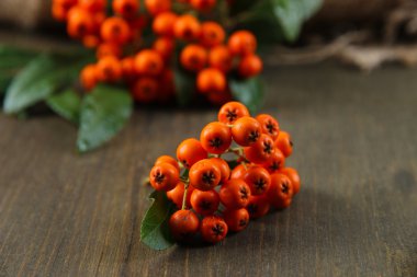 Ateş dikeni firethorn turuncu meyveler ahşap zemin üzerine yeşil yaprakları ile