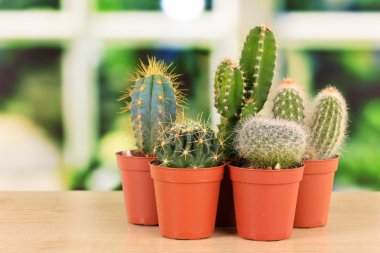 Collection of cactuses, on windowsill clipart