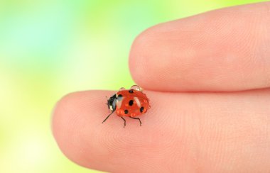 yandan, güzel ladybird yakın çekim