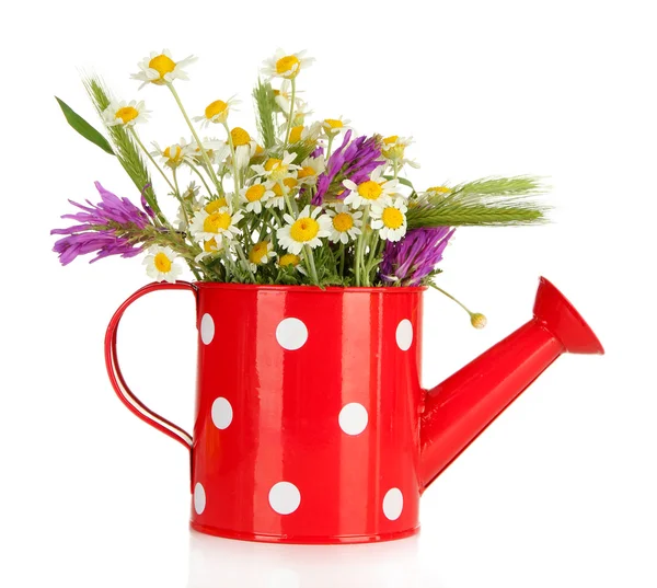 Beautiful wild flowers in watering can, isolated on white — Stock Photo, Image