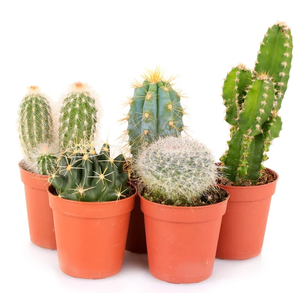 Colección de cactus, aislados sobre blanco — Foto de Stock