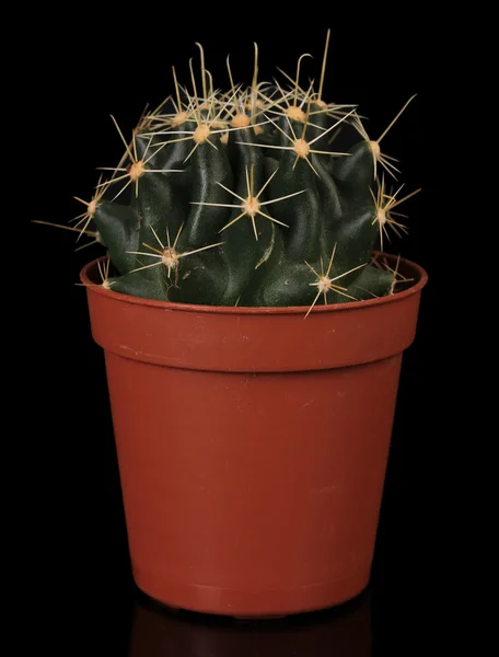 Kaktus v květináč, izolované na černém pozadí — Stock fotografie