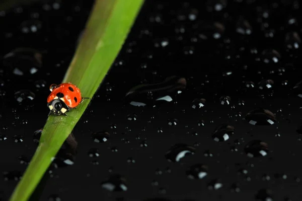 Beautiful ladybird on green grass, on black background — Stock Photo, Image