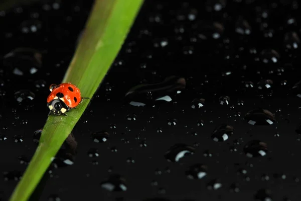 Belle coccinelle sur herbe verte, sur fond noir — Photo