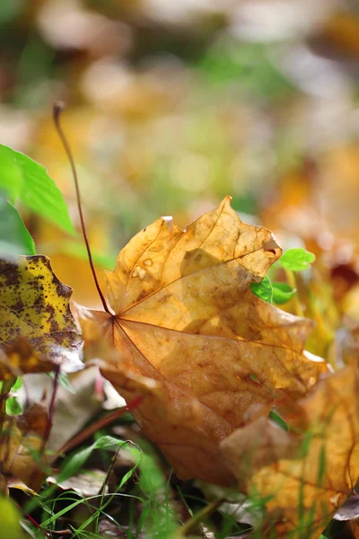 Folhas de bordo no parque, close-up — Fotografia de Stock