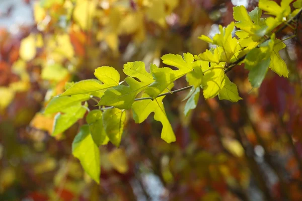 Groene bladeren op lichte achtergrond — Stockfoto
