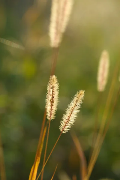 Autumnal background — Stock Photo, Image