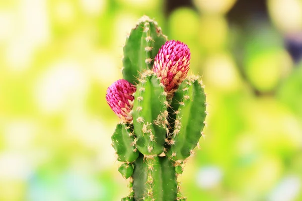 Cacto com flor, sobre fundo natureza verde — Fotografia de Stock
