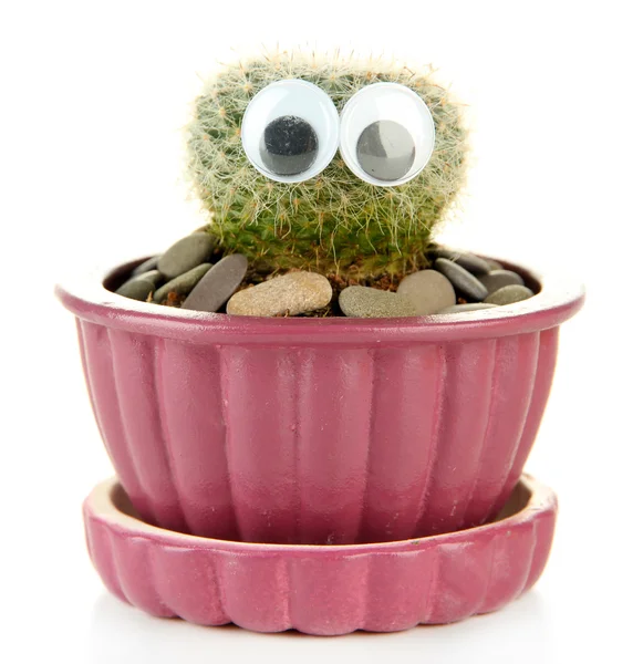 Cactus in flowerpot with funny eyes, isolated on white — Stock Photo, Image