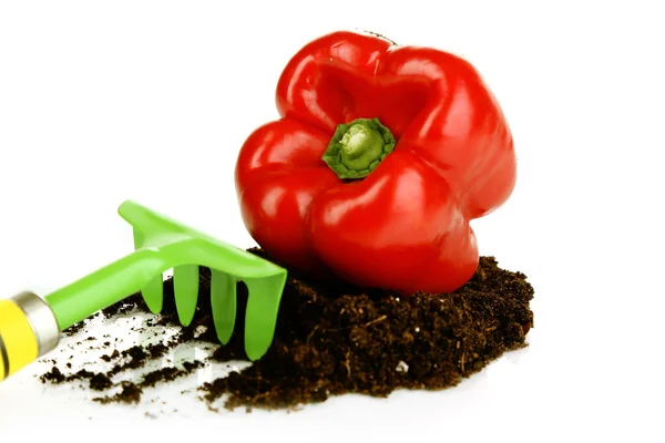 Rode paprika met grond geïsoleerd op wit — Stockfoto