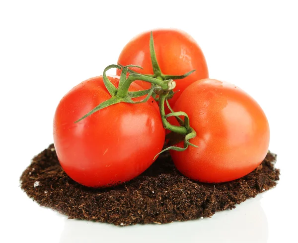 Tomaten op grond geïsoleerd op wit — Stockfoto