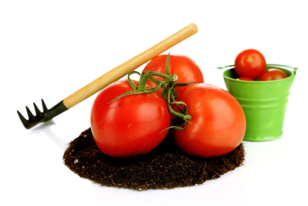 Tomaten auf dem Boden isoliert auf weiß — Stockfoto