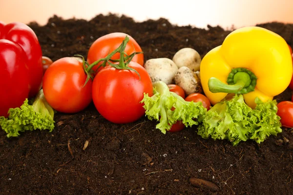 Овощи на земле на цветном фоне — стоковое фото