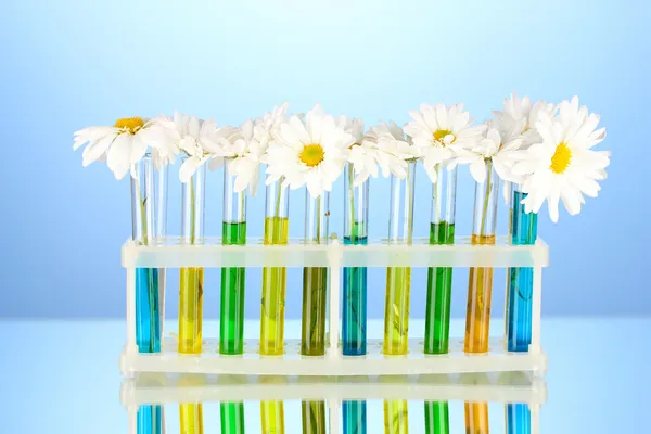 Bloemen in proefbuizen op blauwe achtergrond — Stockfoto