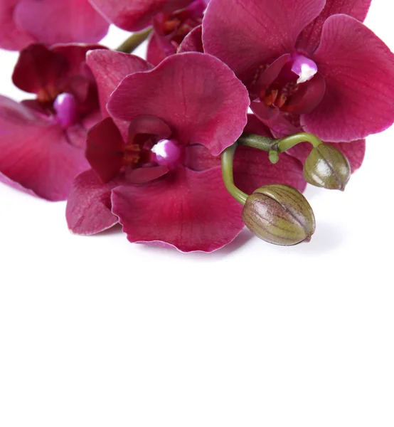 Beautiful blooming orchid isolated on white — Stock Photo, Image