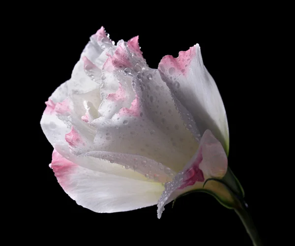 Flor de eustoma, isolada em preto — Fotografia de Stock