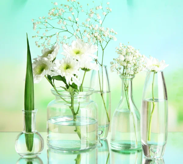 Растения в различных стеклянных контейнерах на естественном фоне — стоковое фото