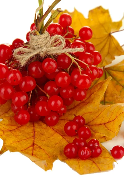 Rode bessen van planten van viburnum op gele bladeren geïsoleerd op wit — Stockfoto