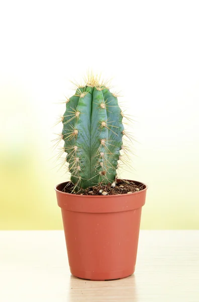 Hermoso cactus en mesa de madera —  Fotos de Stock