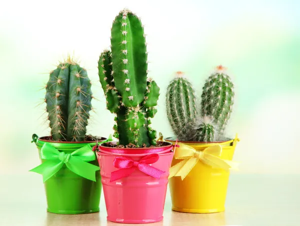 Collectie van cactussen in heldere emmers op houten tafel — Stockfoto