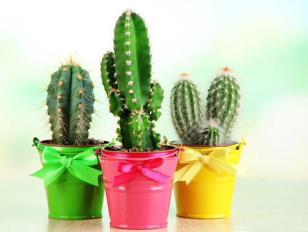 Collection of cactuses in bright pails on wooden table