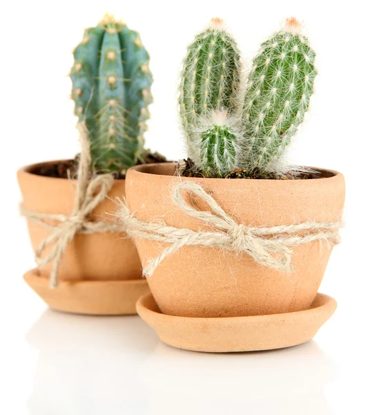 Hermosos cactus en maceta, aislados en blanco — Foto de Stock