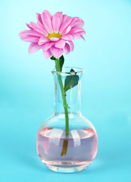 Flor em tubo de ensaio sobre fundo azul claro — Fotografia de Stock