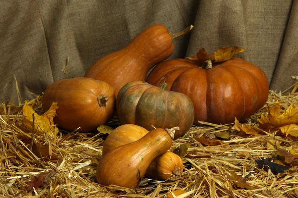 Pompoenen op stro op rouwgewaad achtergrond — Stockfoto