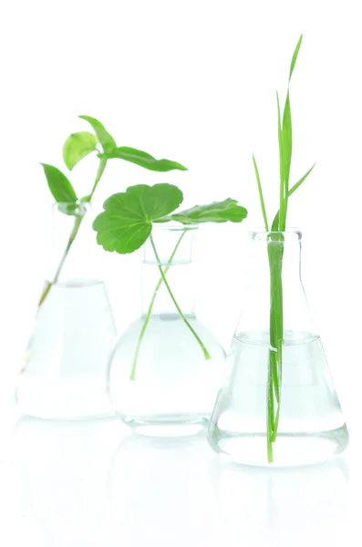 Plants in test tubes, isolated on white — Stock Photo, Image