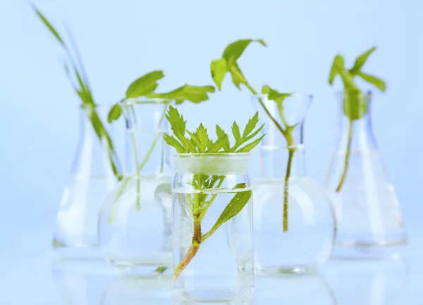 Plantas en tubos de ensayo, sobre fondo de color — Foto de Stock